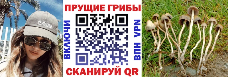 Галлюциногенные грибы Magic Shrooms  хочу   Камбарка 